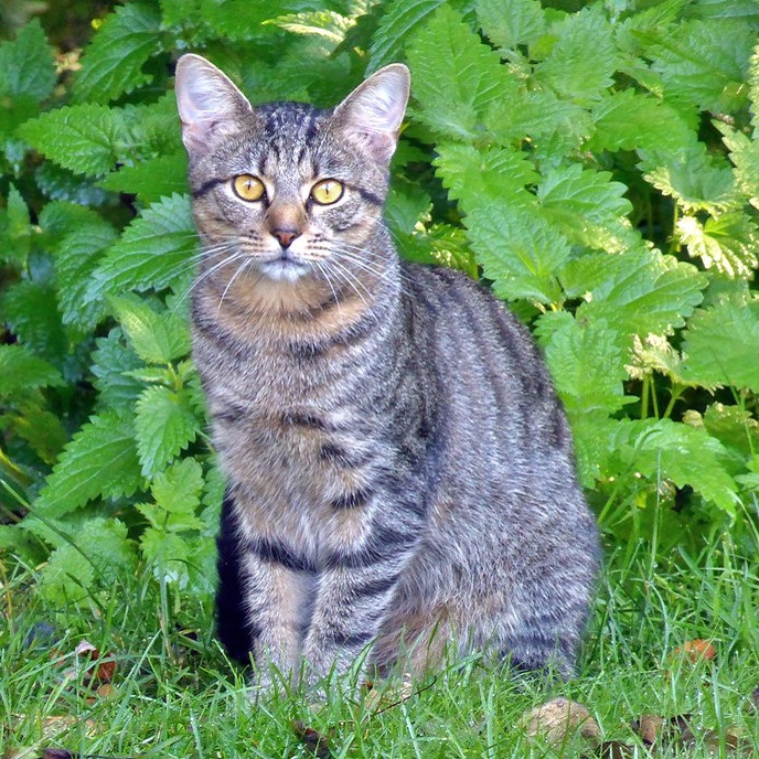 photo de chat